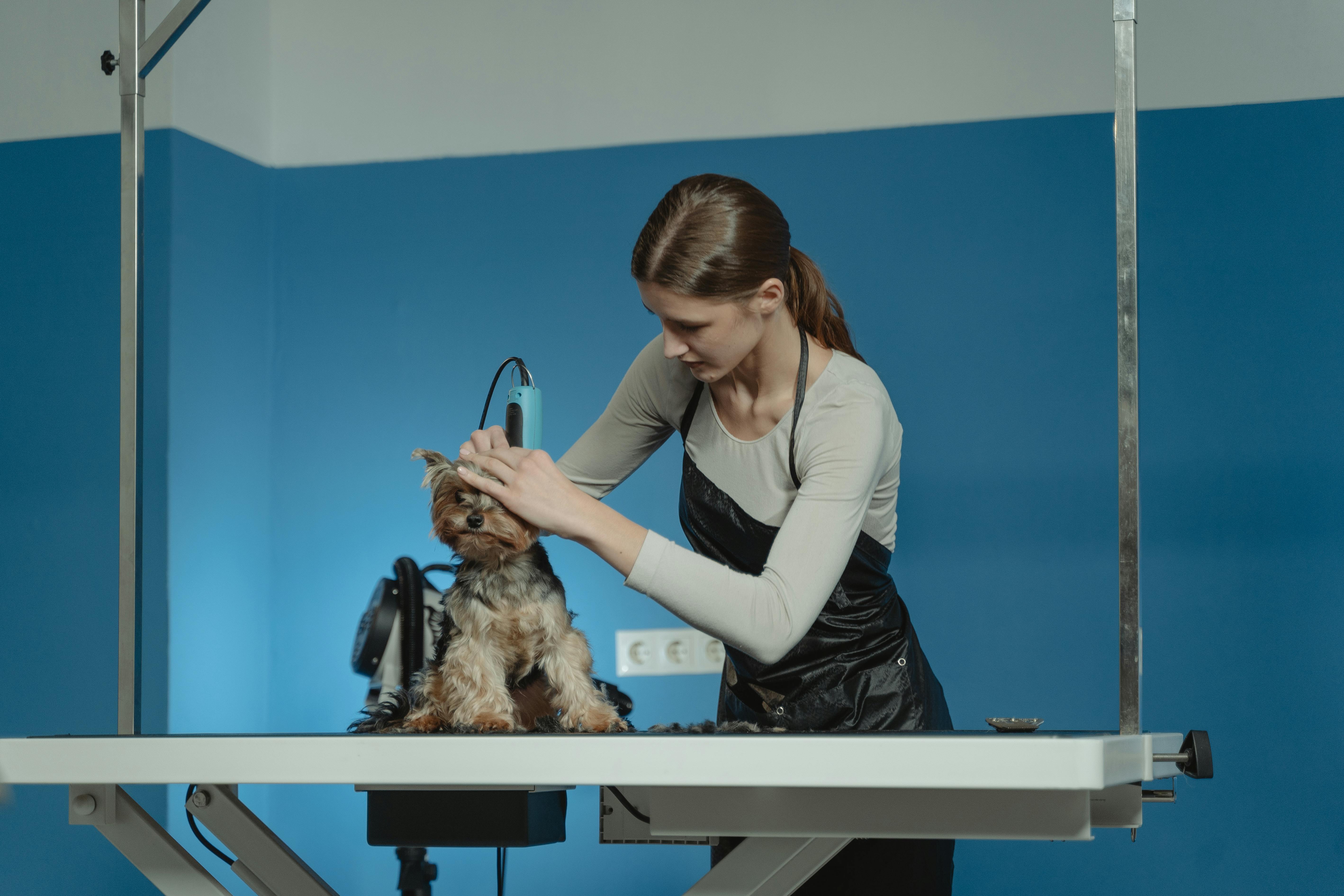 dog grooming